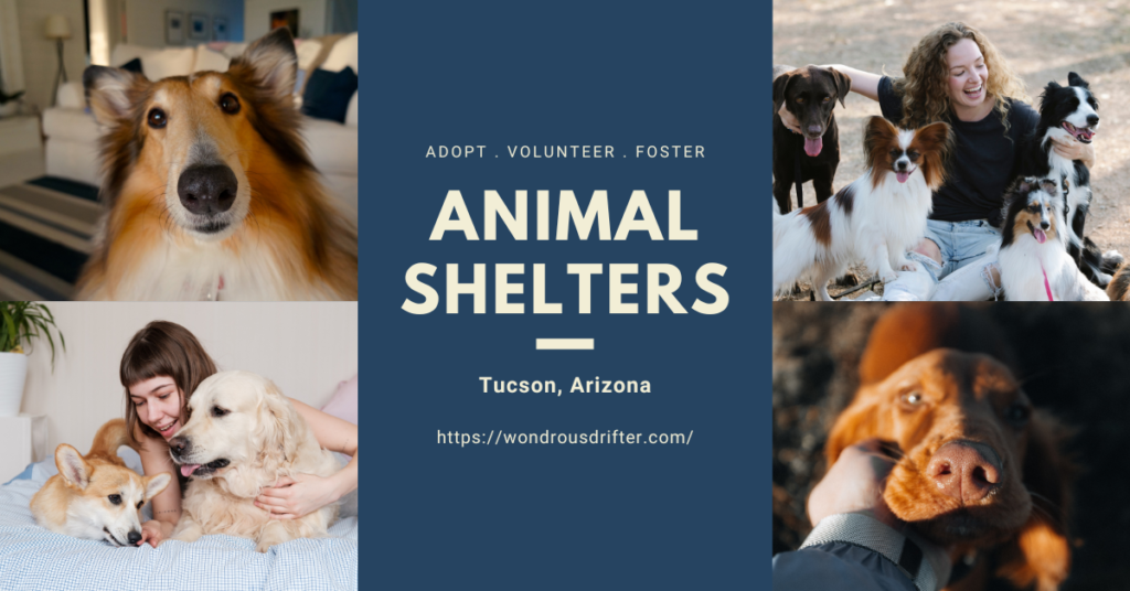 Animal Shelters In Tucson, Arizona