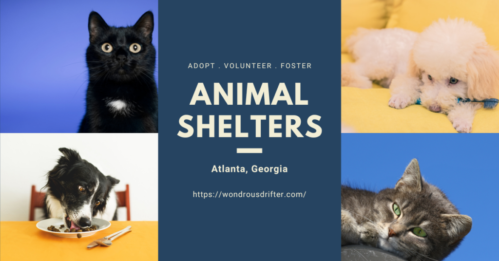 Animal Shelters in Atlanta, Georgia