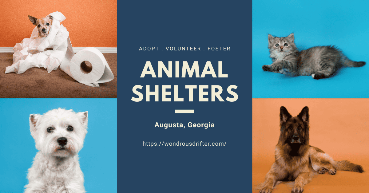 Animal Shelters in Augusta, Georgia