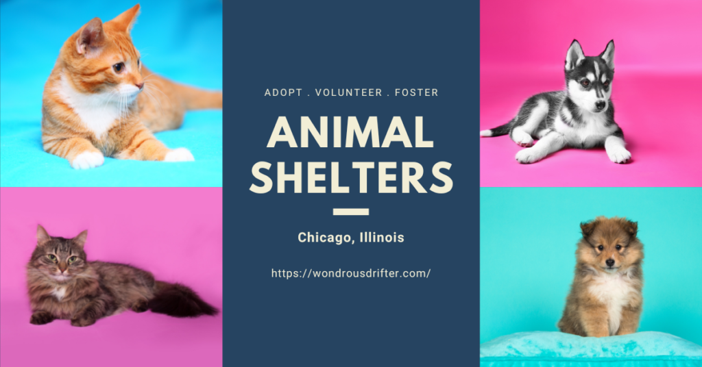 Animal Shelters in Chicago, Illinois