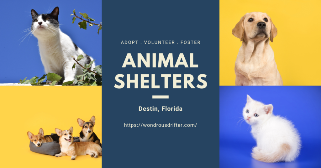 Animal Shelters in Destin, Florida