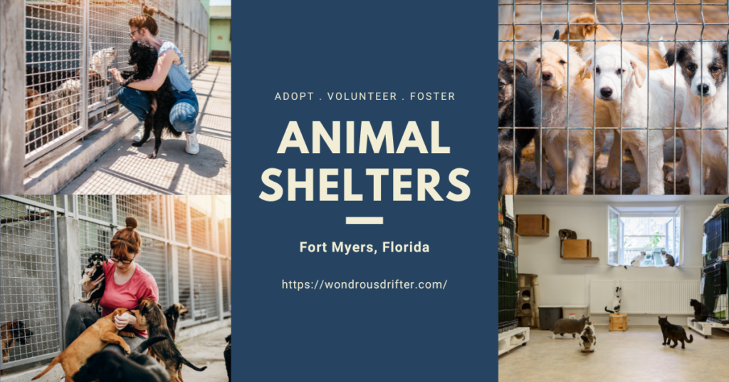 Animal Shelters in Fort Myers, Florida