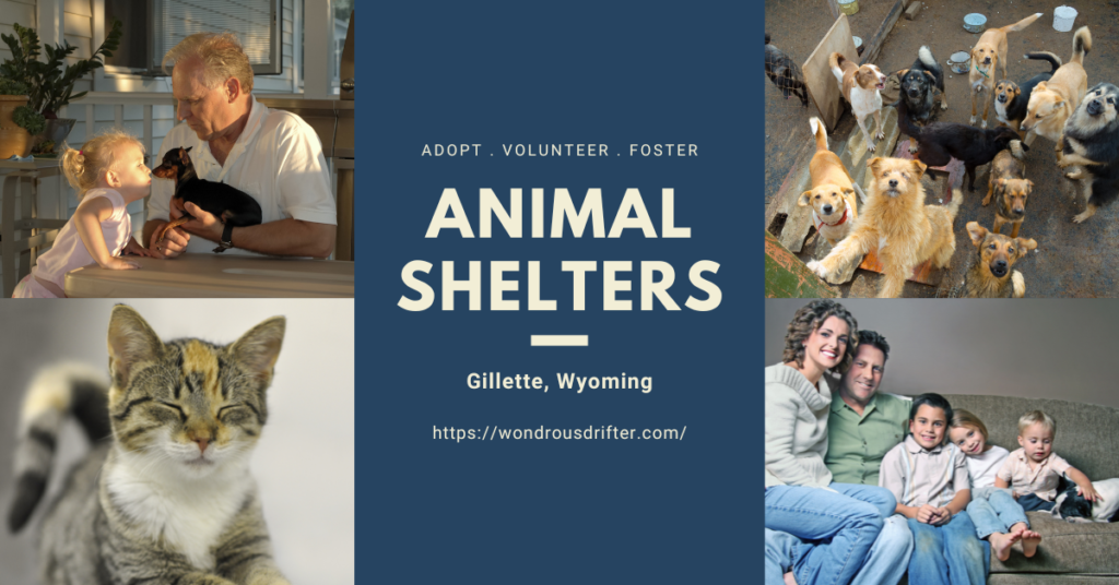 Animal Shelters in Gillette, Wyoming