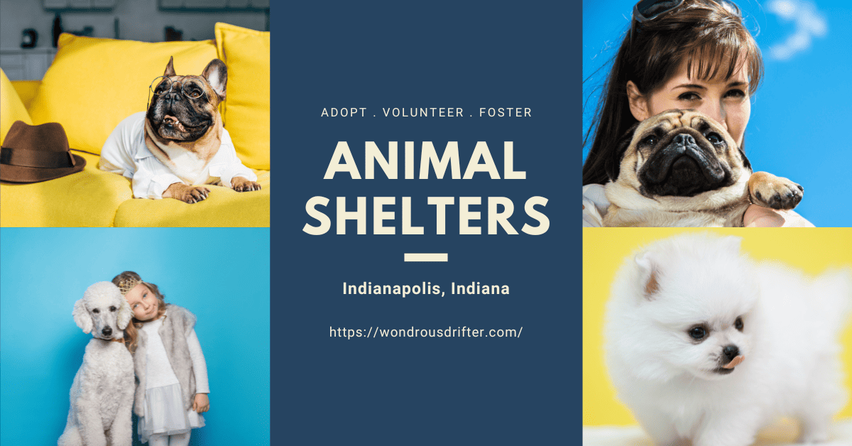 Animal Shelters in Indianapolis, Indiana