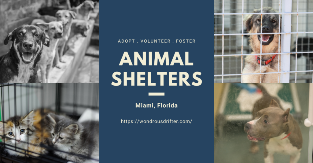 Animal Shelters in Miami, Florida