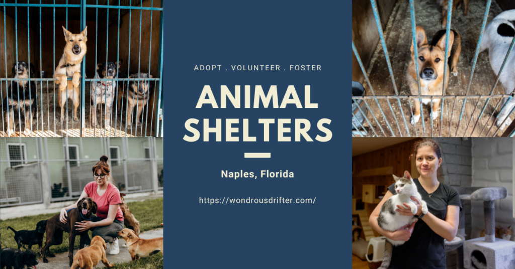 Animal Shelters in Naples, Florida