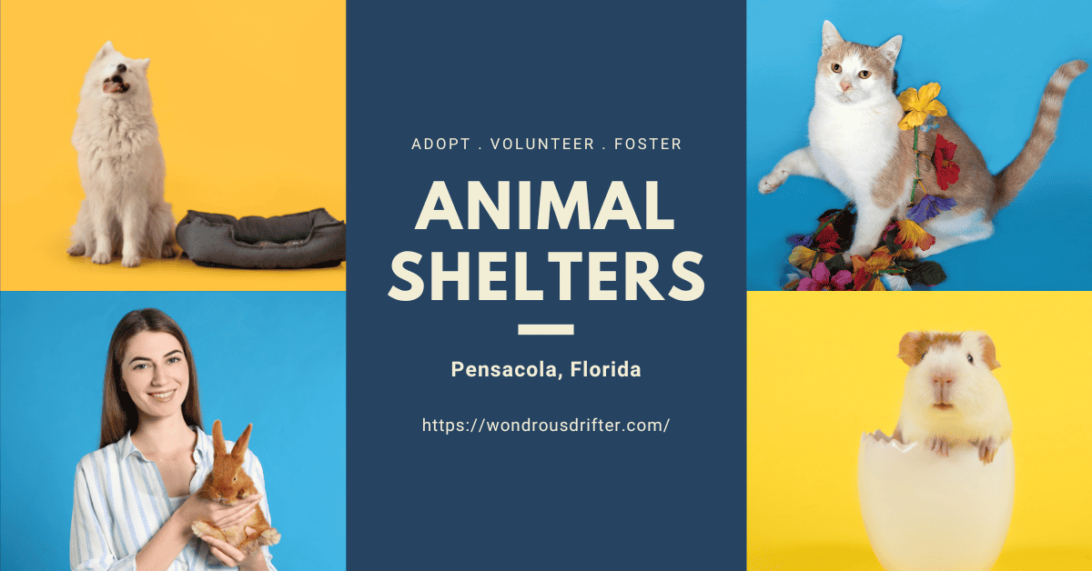 Animal Shelters in Pensacola, Florida