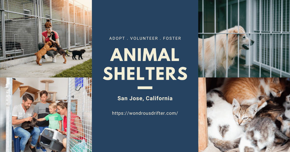 Animal Shelters in San Jose, California