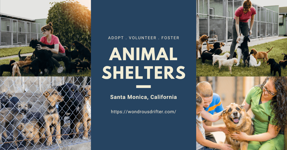 Animal Shelters in Santa Monica, California
