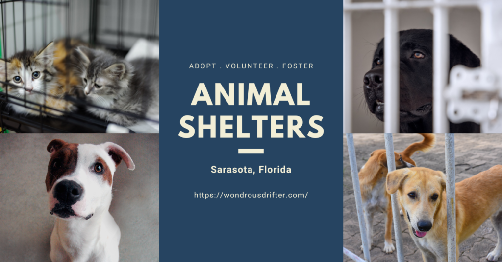 Animal Shelters in Sarasota, Florida