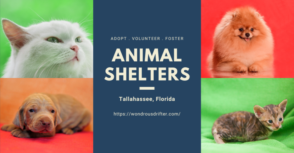 Animal Shelters in Tallahassee, Florida