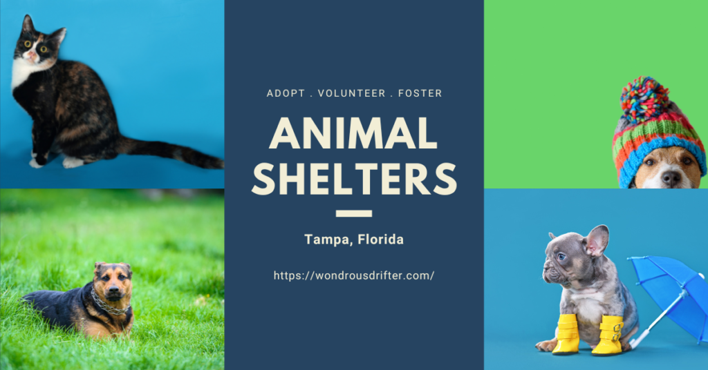 Animal Shelters in Tampa, Florida