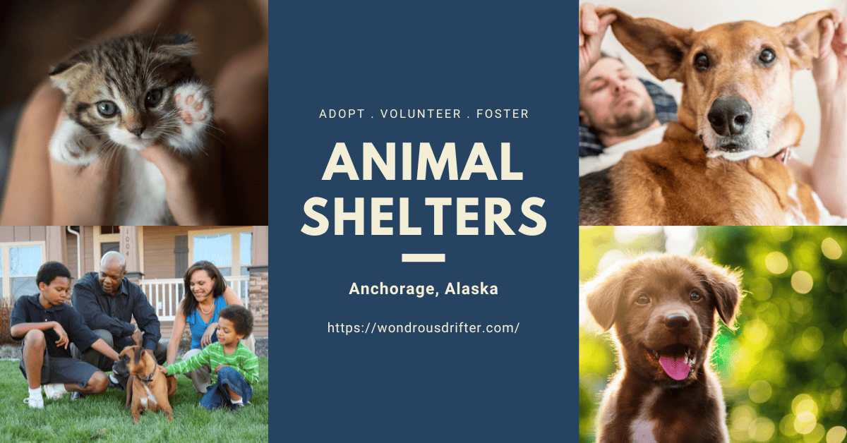 13 Animal shelters in Anchorage, Alaska - Wondrous Drifter