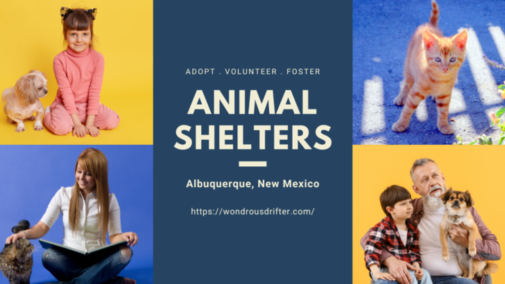 Animal Shelters in Albuquerque, New Mexico