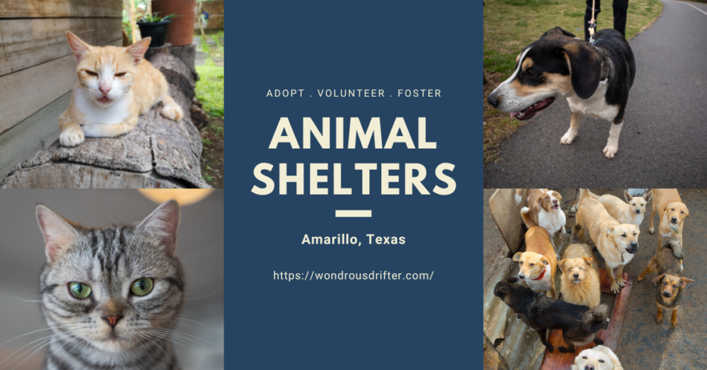 Animal Shelters in Amarillo, Texas