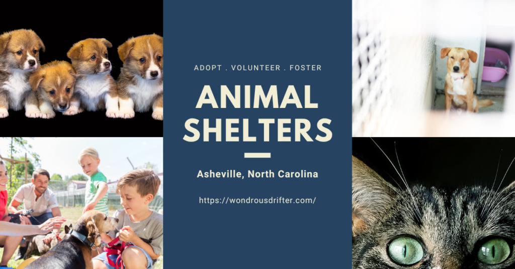 Animal Shelters in Asheville, North Carolina