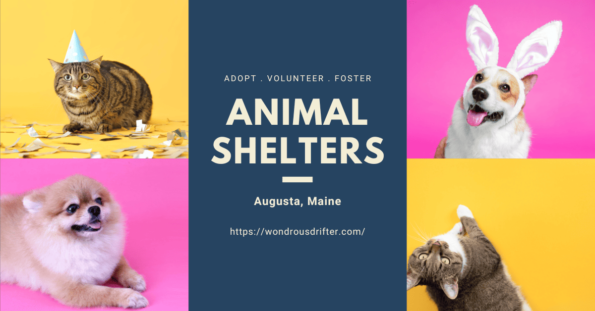 Animal Shelters in Augusta, Maine