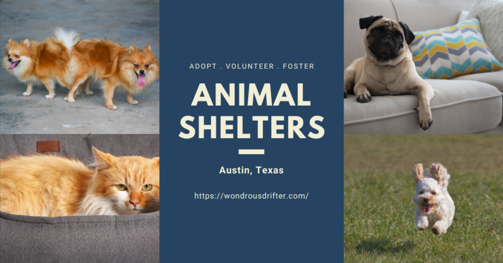 Animal Shelters in Austin, Texas