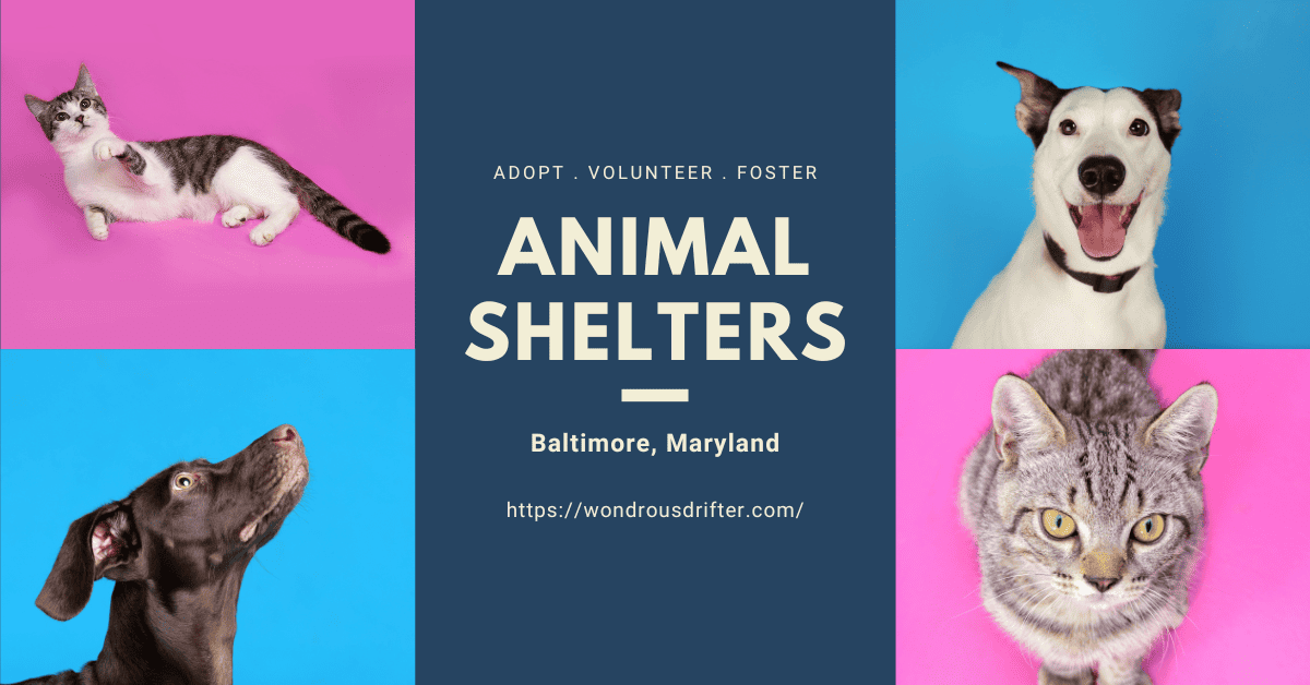 Animal Shelters in Baltimore, Maryland