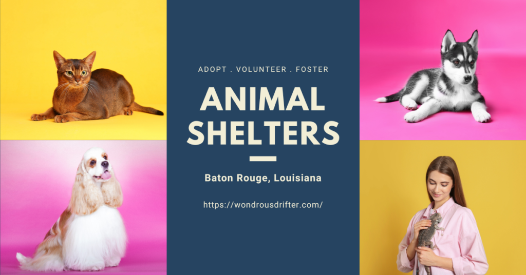 Animal Shelters in Baton Rouge, Louisiana