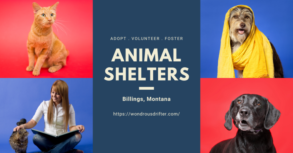 Animal Shelters in Billings, Montana