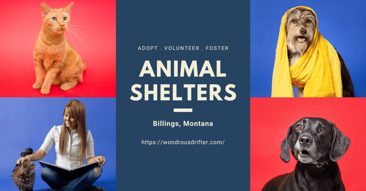 Animal Shelters in Billings, Montana