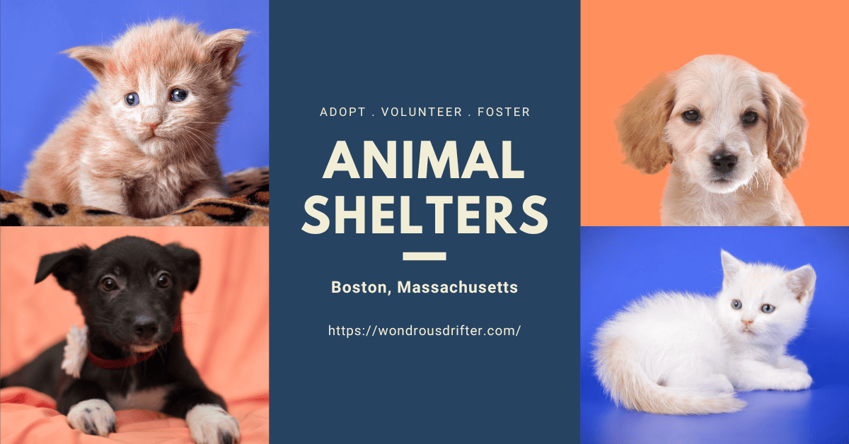 Animal Shelters in Boston, Massachusetts