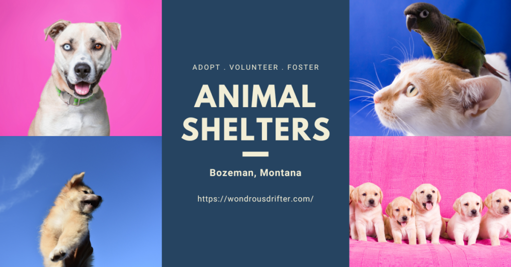Animal Shelters in Bozeman, Montana