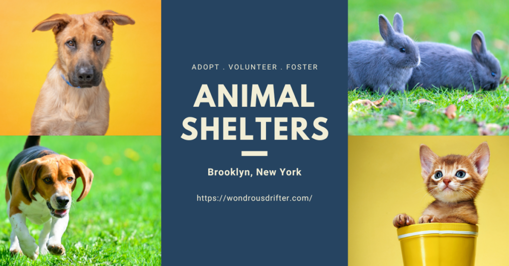 Animal Shelters in Brooklyn, New York
