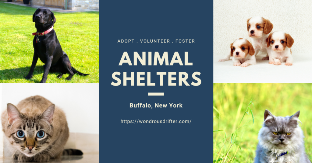 Animal Shelters in Buffalo, New York