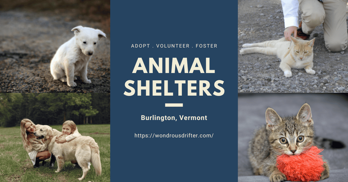 6 Animal Shelters in Burlington, Vermont