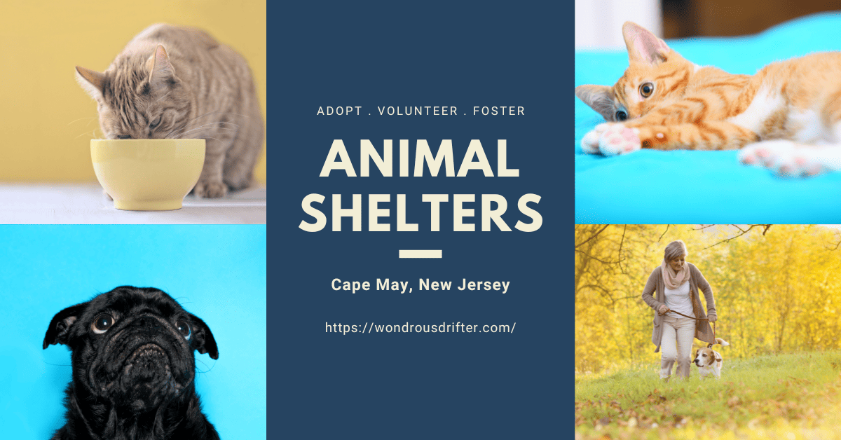 Animal Shelters in Cape May, New Jersey