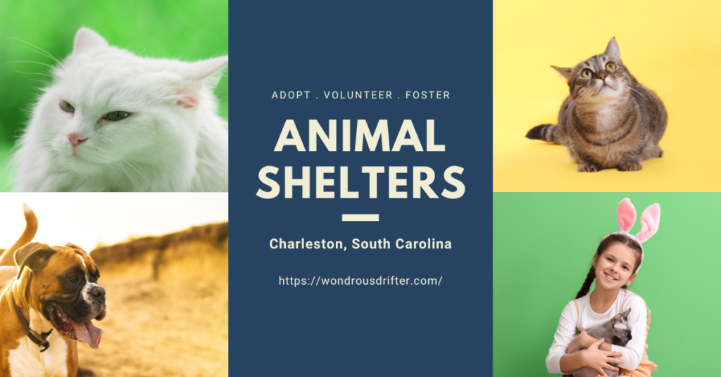 Animal Shelters in Charleston, South Carolina