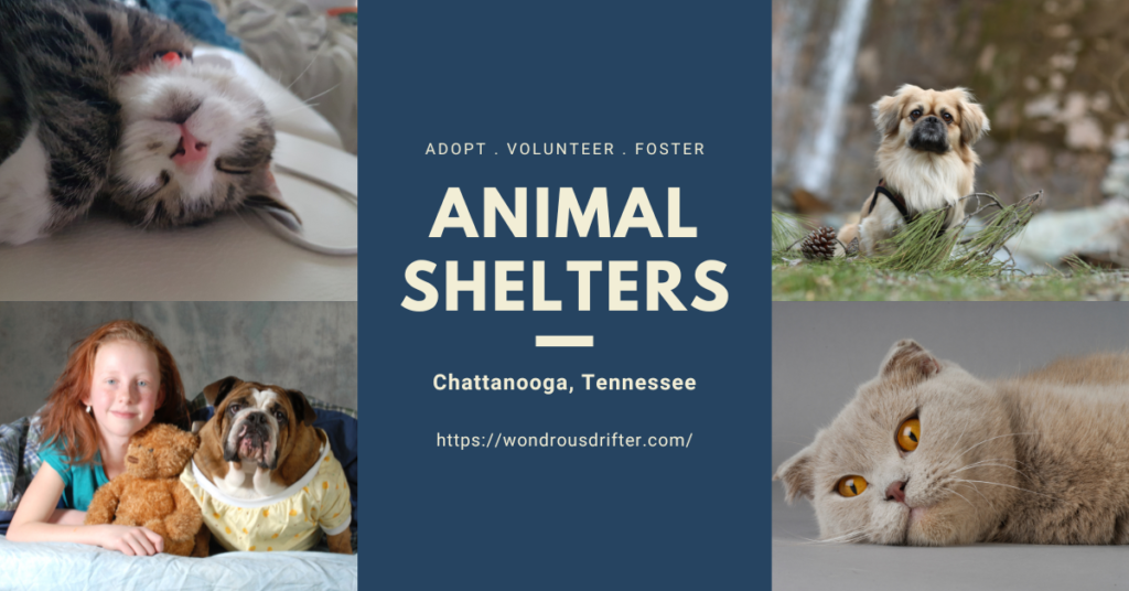 Animal Shelters in Chattanooga, Tennessee