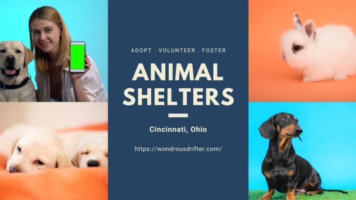 Animal Shelters in Cincinnati, Ohio