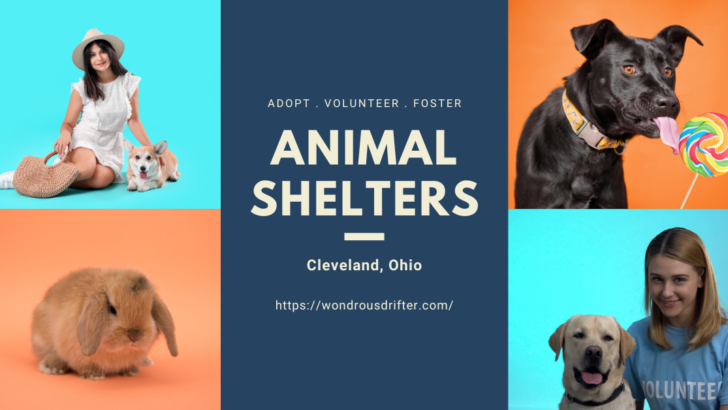 Animal Shelters in Cleveland, Ohio