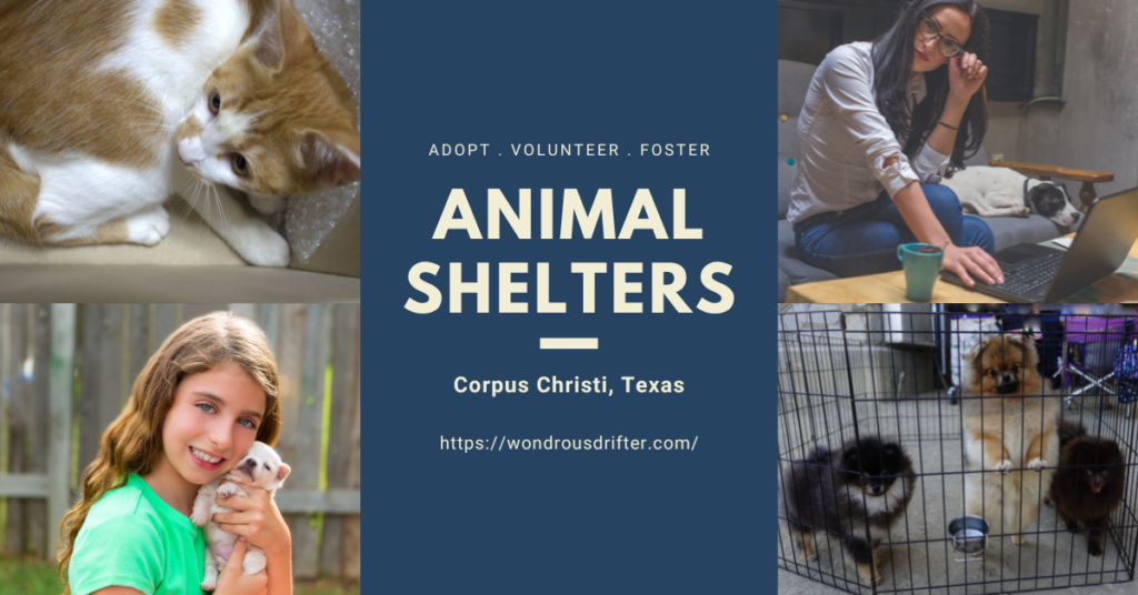 Animal Shelters in Corpus Christi, Texas