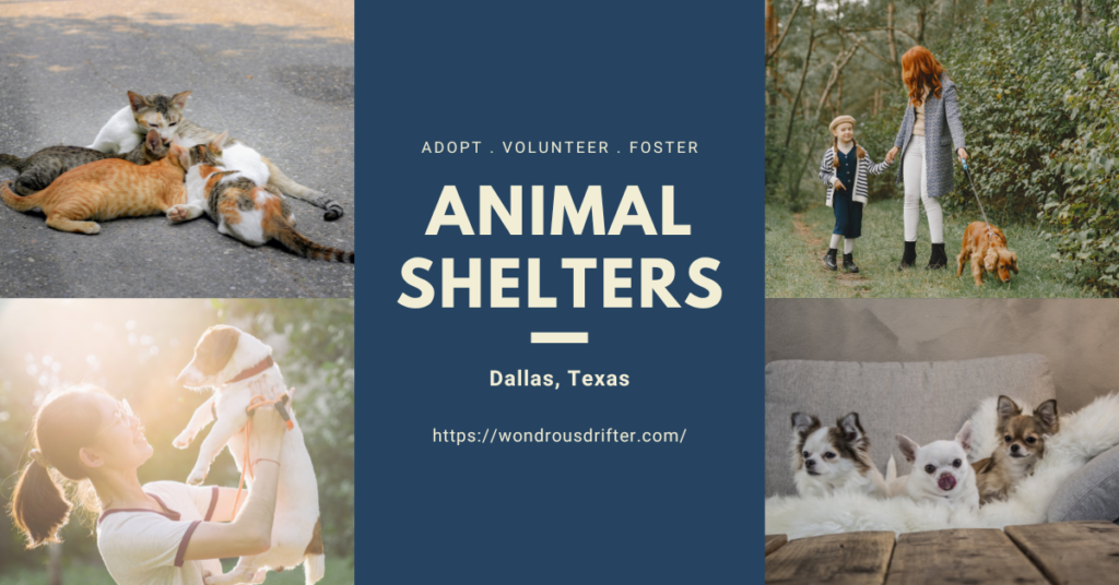 Animal Shelters in Dallas, Texas