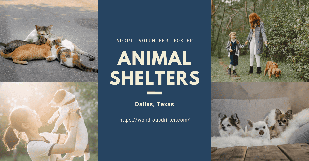 Animal Shelters in Dallas, Texas
