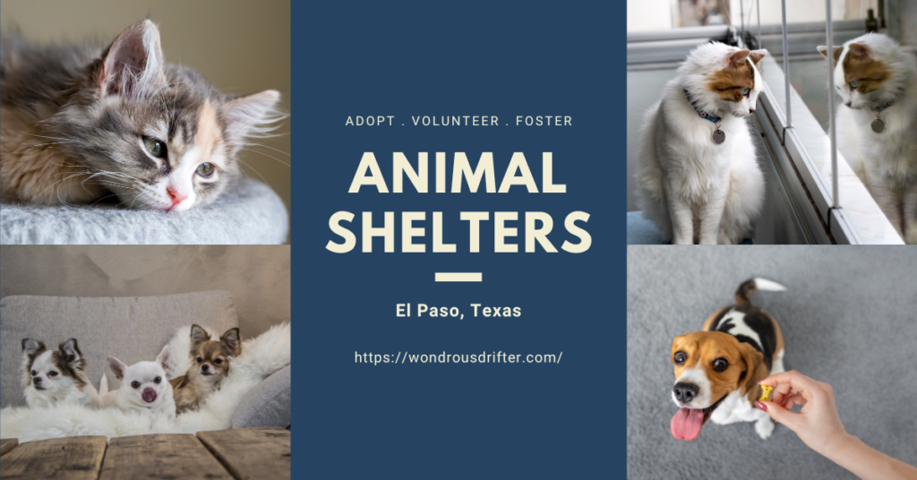 Animal Shelters in El Paso, Texas