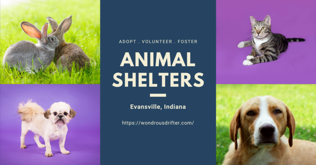 Animal Shelters in Evansville, Indiana