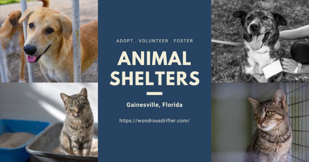 Animal Shelters in Gainesville, Florida