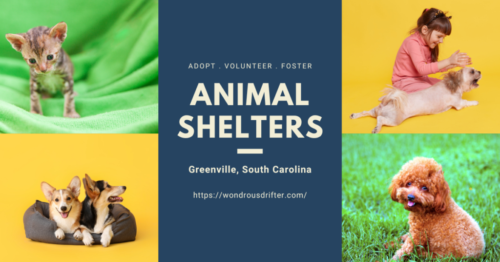 Animal Shelters in Greenville, South Carolina