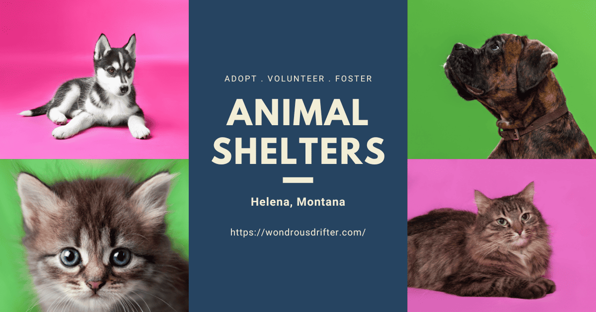 Animal Shelters in Helena, Montana