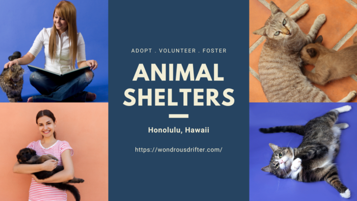Animal Shelters in Honolulu, Hawaii