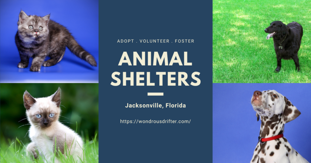 Animal Shelters in Jacksonville, Florida