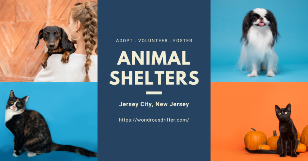 Animal Shelters in Jersey City, New Jersey