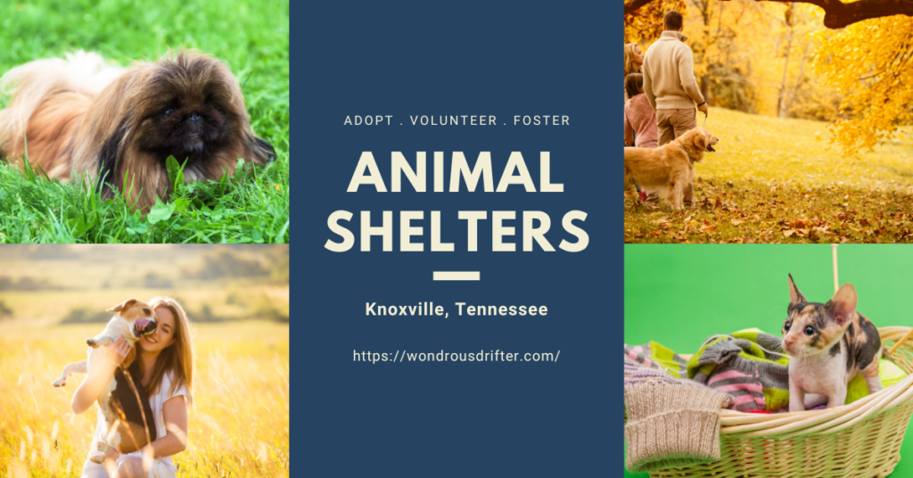 Animal Shelters in Knoxville, Tennessee