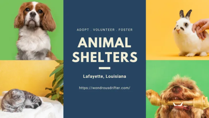 Animal Shelters in Lafayette, Louisiana