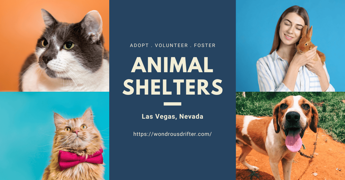 Animal Shelters in Las Vegas, Nevada